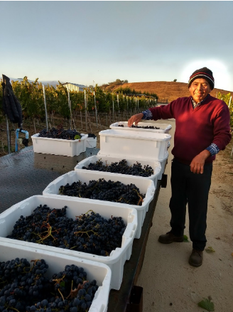 cosecha viticultura
